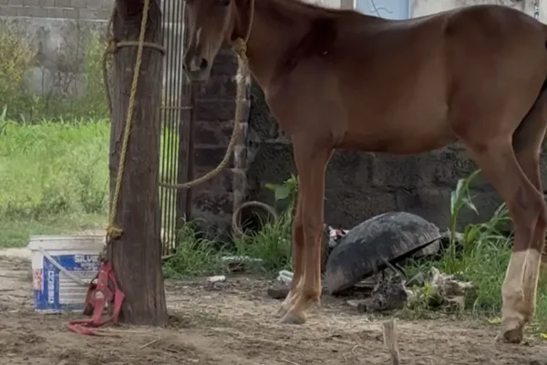Beautiful brown horse for sale (female)