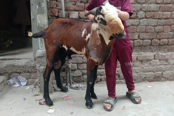 Goat male