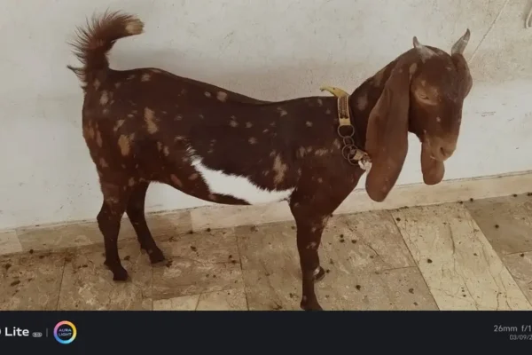Kamori cross Goats for sale