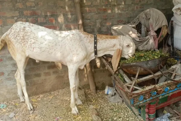 Beetle got for sale | rajanpuri bakra for sale | breeder bakry sale |