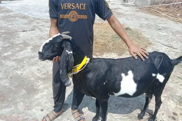 Female Desi Goats | 2 Dant | dogli bakri | Home Breed goat