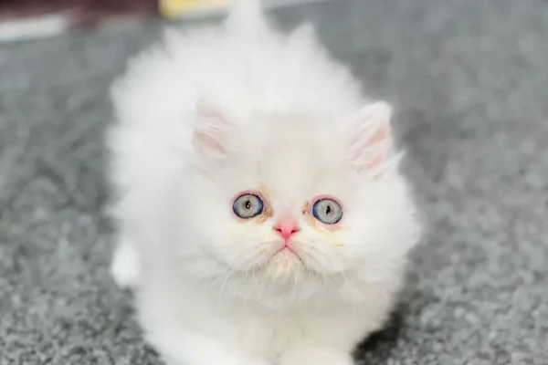 Russian Kitten