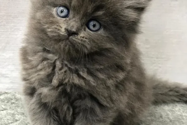 Persian cat and kitten punch face triple coated