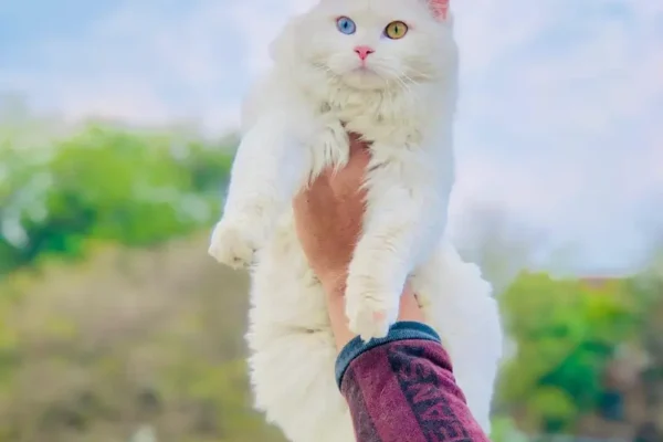 Persian cat and kitten punch face triple coated