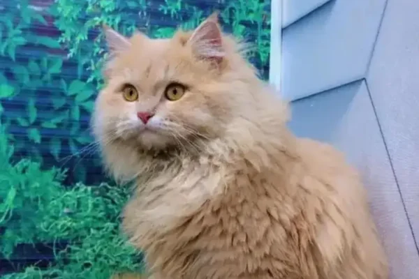 Persian cat and kitten punch face triple coated