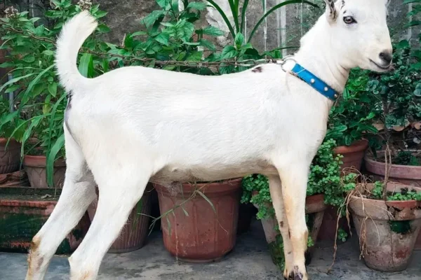 tedi bakra