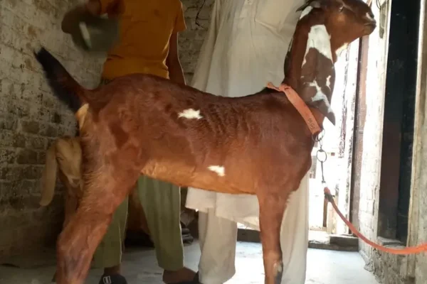 desi bakra betal bakri for sale healthy and active home breed betal bakri : 2 daant Age : 15 months Heavy Structure › Location › Lahore › Sher Shah Road