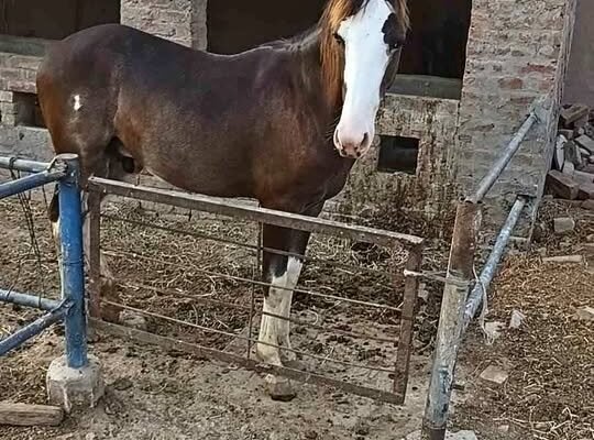 Horse for sale