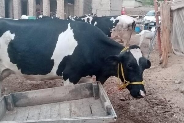 cow wholesale and available