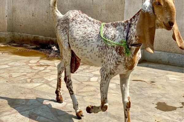 Makhi chini goat for sale in nankana