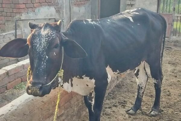 Cow wholesale price available