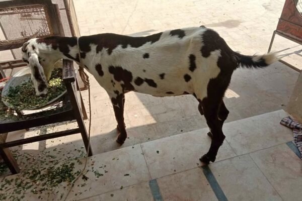Sahiwali Goat for sale in punjab