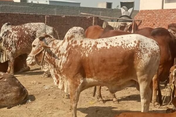Cow wholesale price available