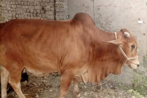 cow wholesale and available