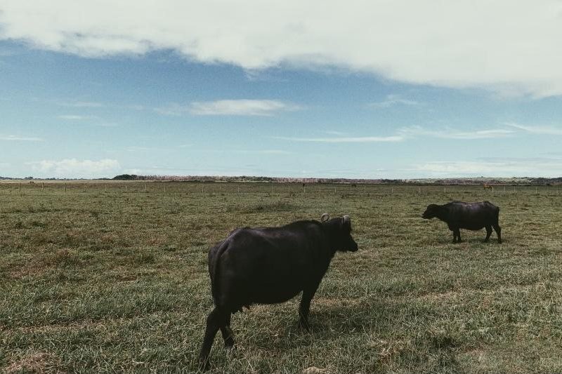 Buffalo for Sale